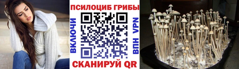 Купить закладки  Кировск  Псилоцибиновые грибы Magic Shrooms 